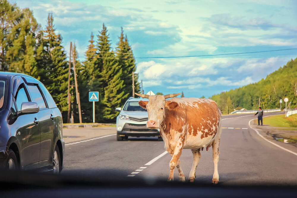 Cow in the middle of the road